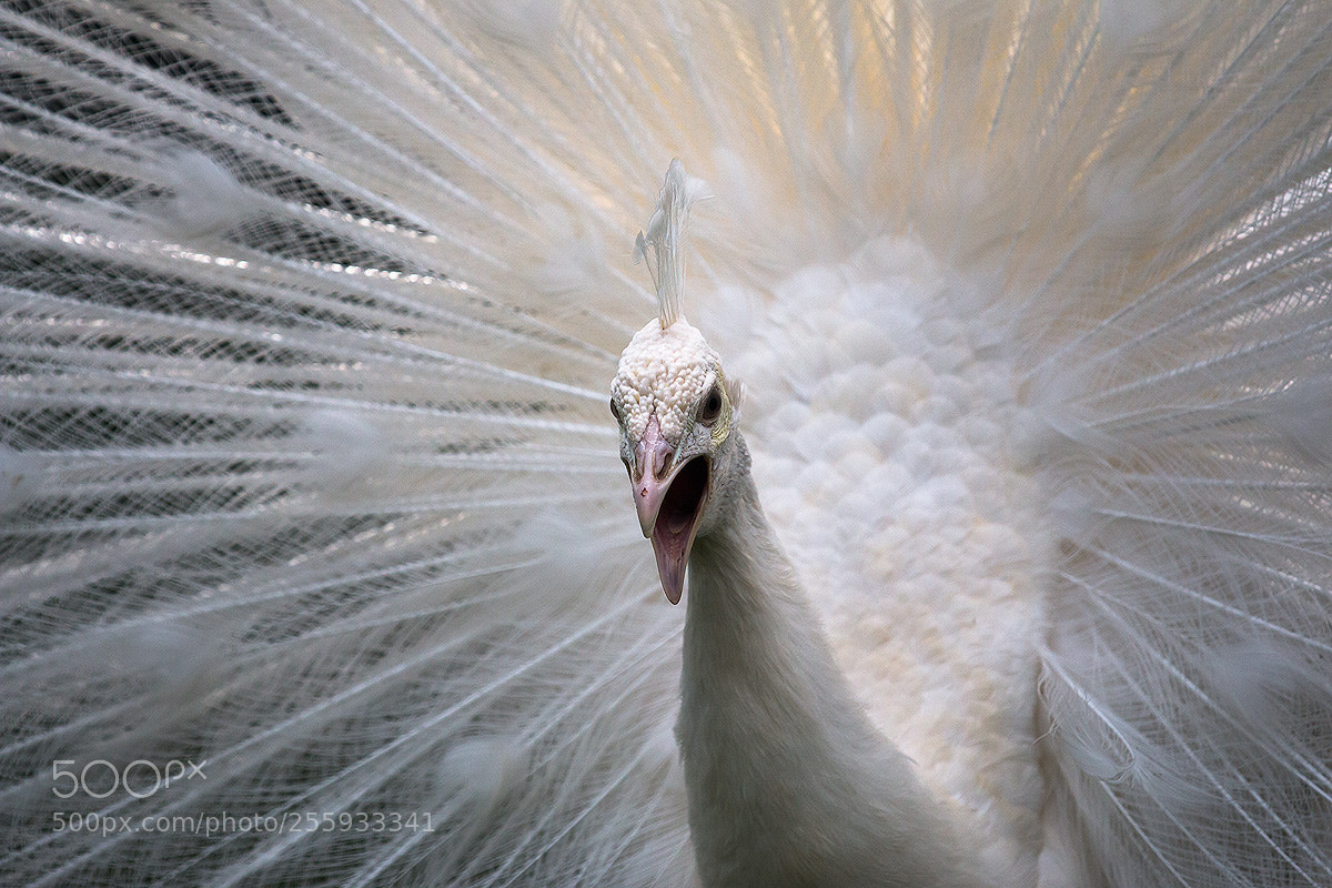 Canon EOS 70D sample photo. Peacock albino photography