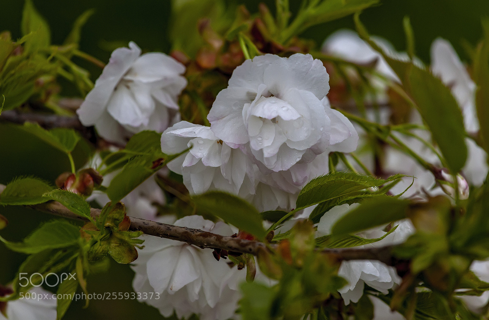 Canon EOS 5D Mark II sample photo. Cherry blossoms and raindrops photography
