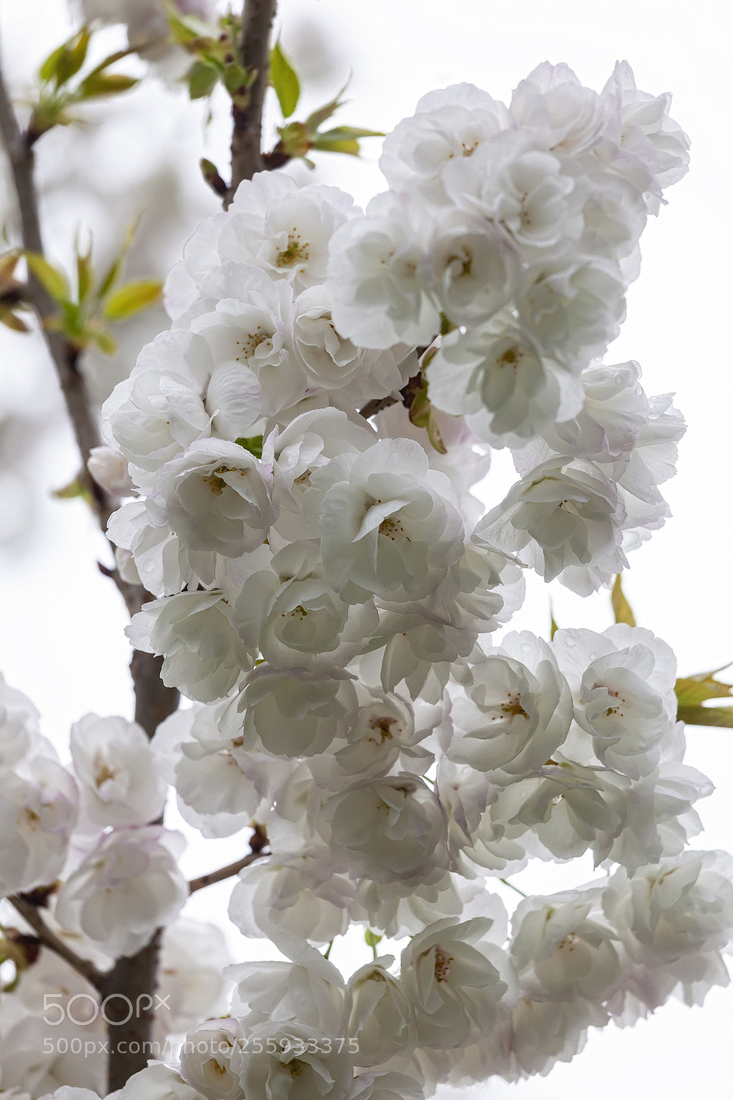 Canon EOS 5D Mark II sample photo. Cherry blossoms and raindrops photography