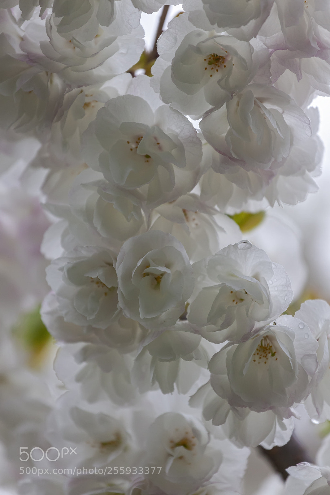 Canon EOS 5D Mark II sample photo. Cherry blossoms and raindrops photography