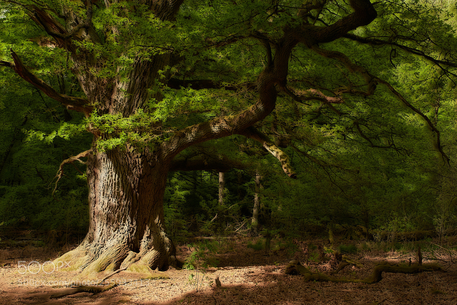 Nikon D500 sample photo. Father of the trees photography