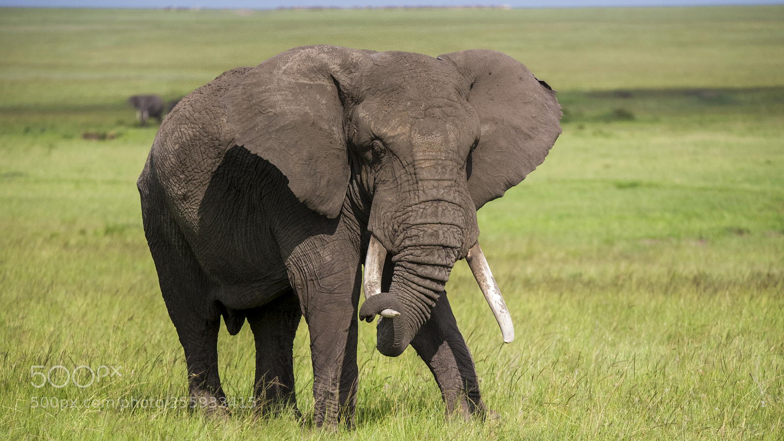Nikon D750 sample photo. Elephant & ivory..... photography