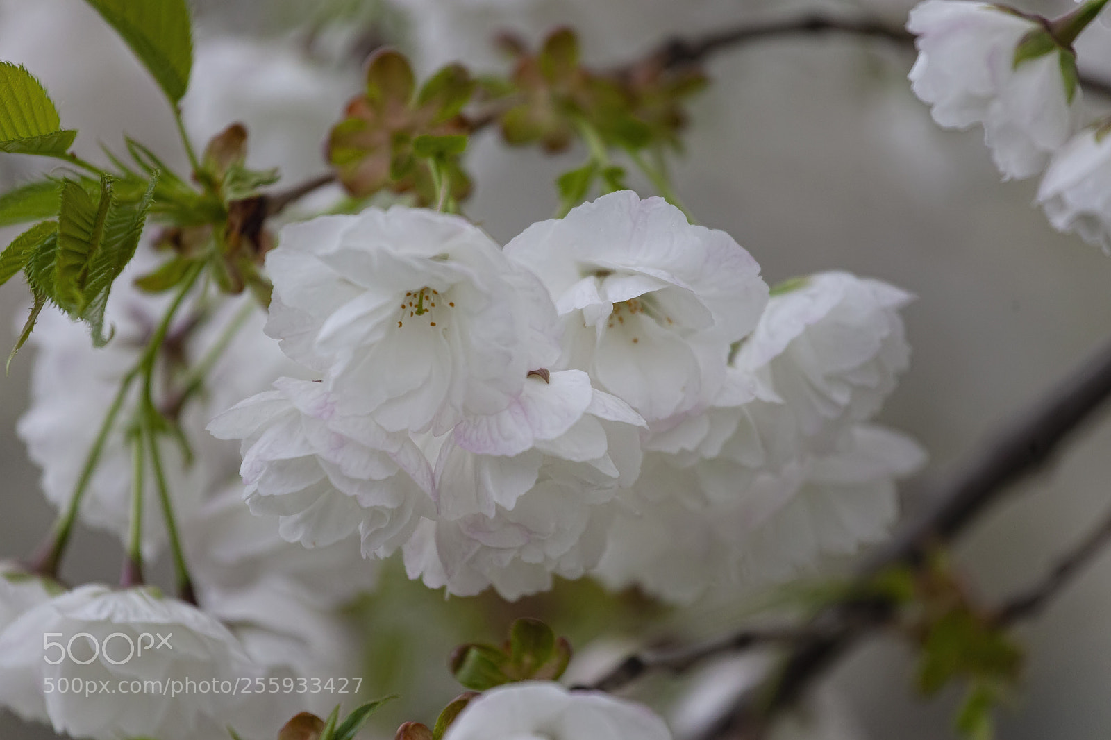 Canon EOS 5D Mark II sample photo. Cherry blossoms and raindrops photography