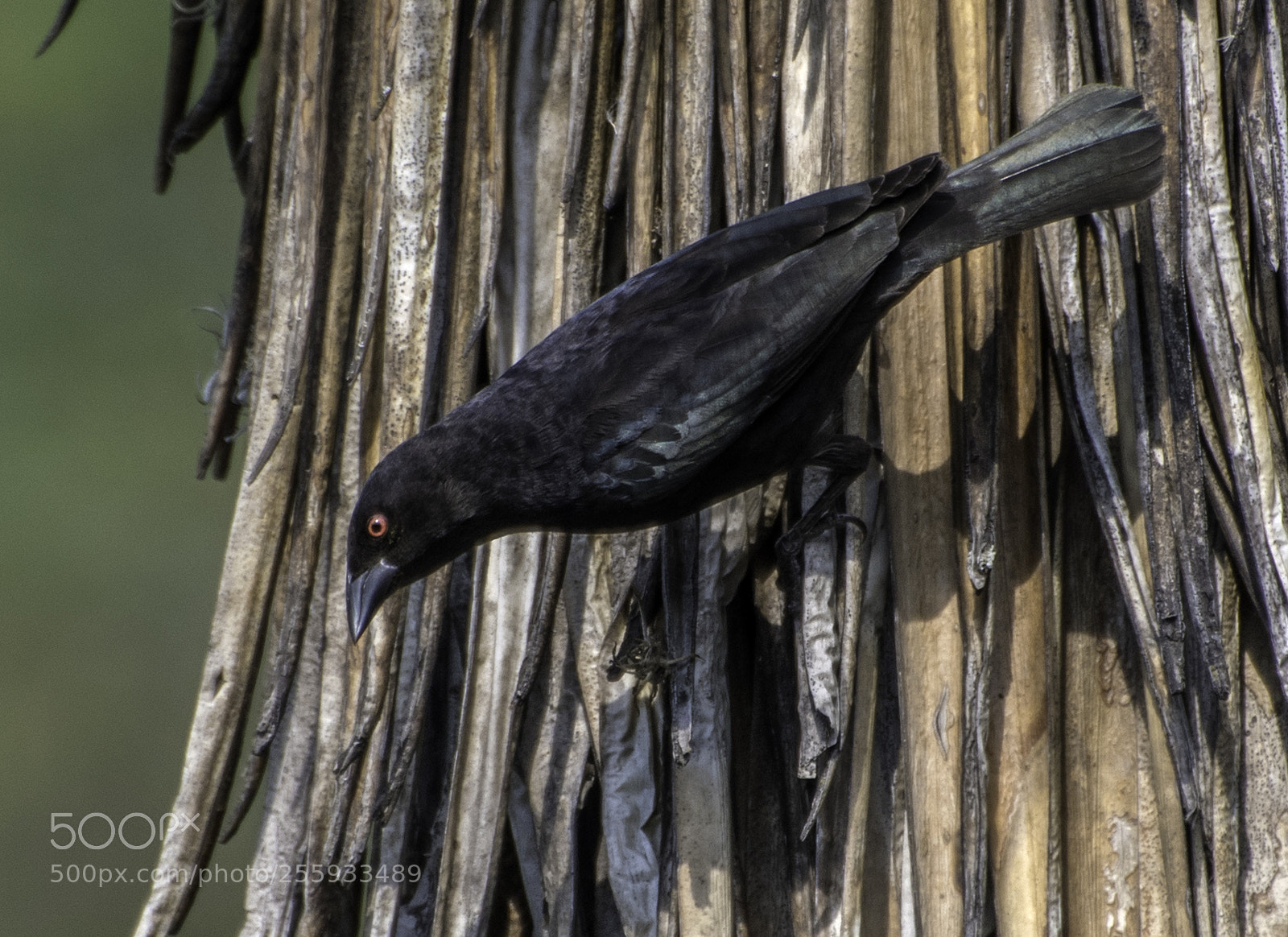 Nikon D500 sample photo. Bronzed cowbird photography