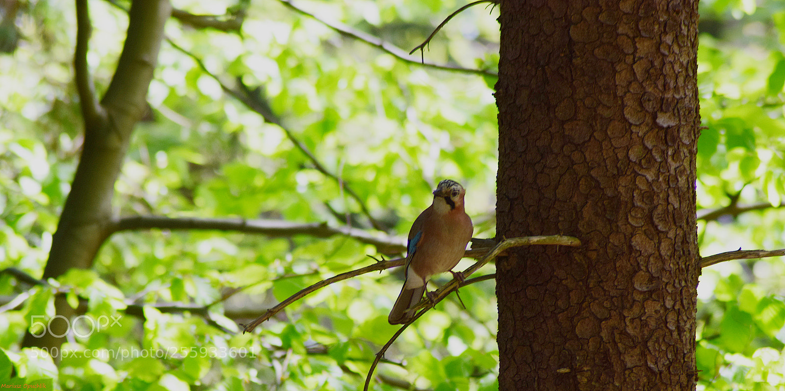 Nikon D5300 sample photo. Sójka (garrulus glandarius) photography