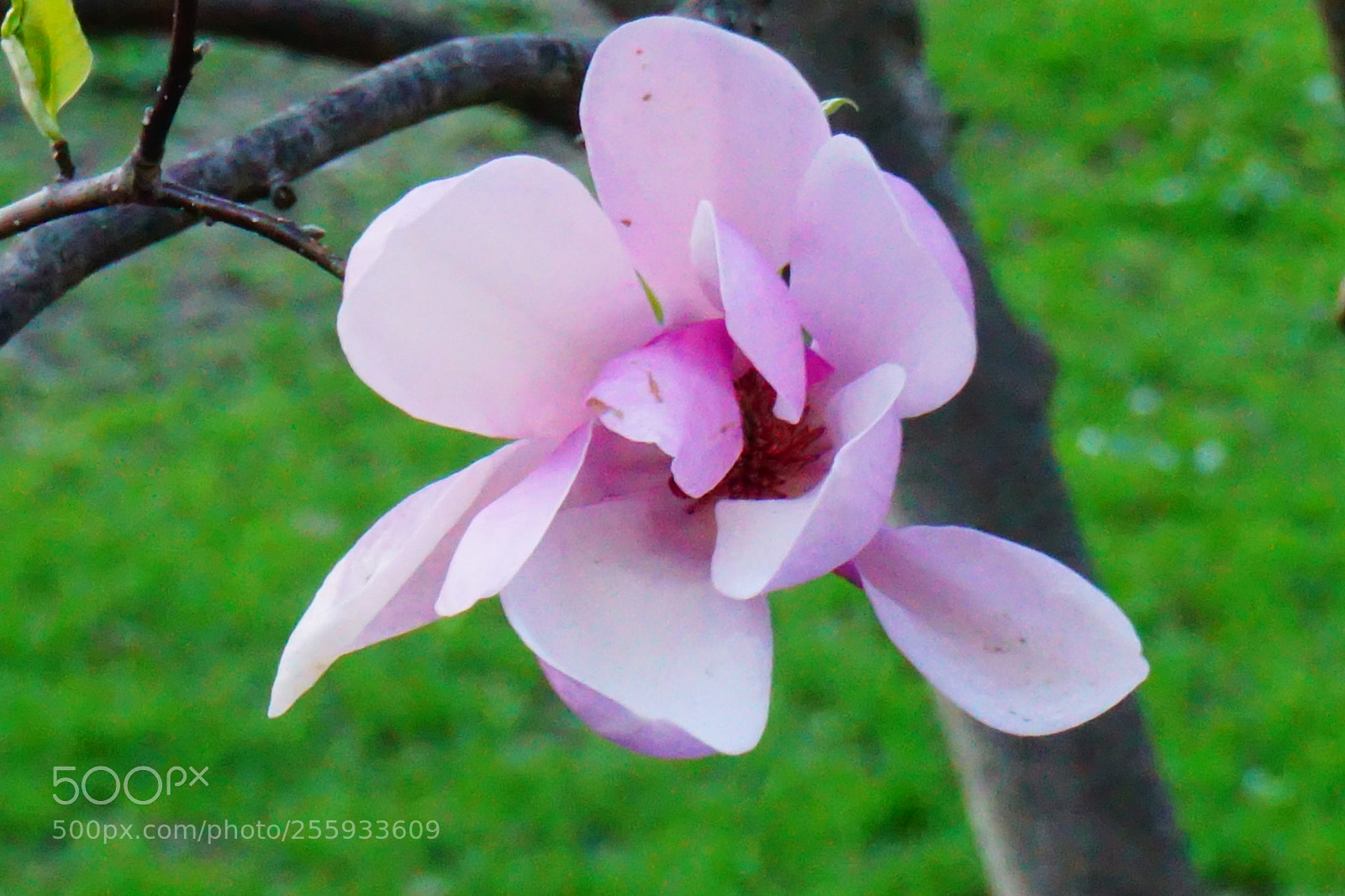 Sony a6000 sample photo. Flower photography
