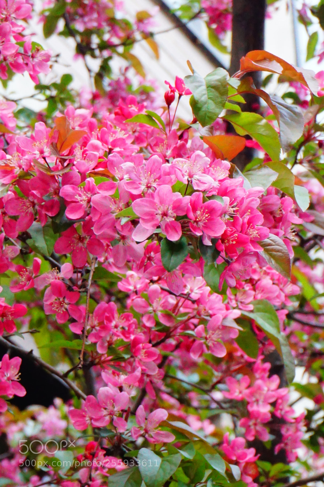 Sony a6000 sample photo. Flower photography
