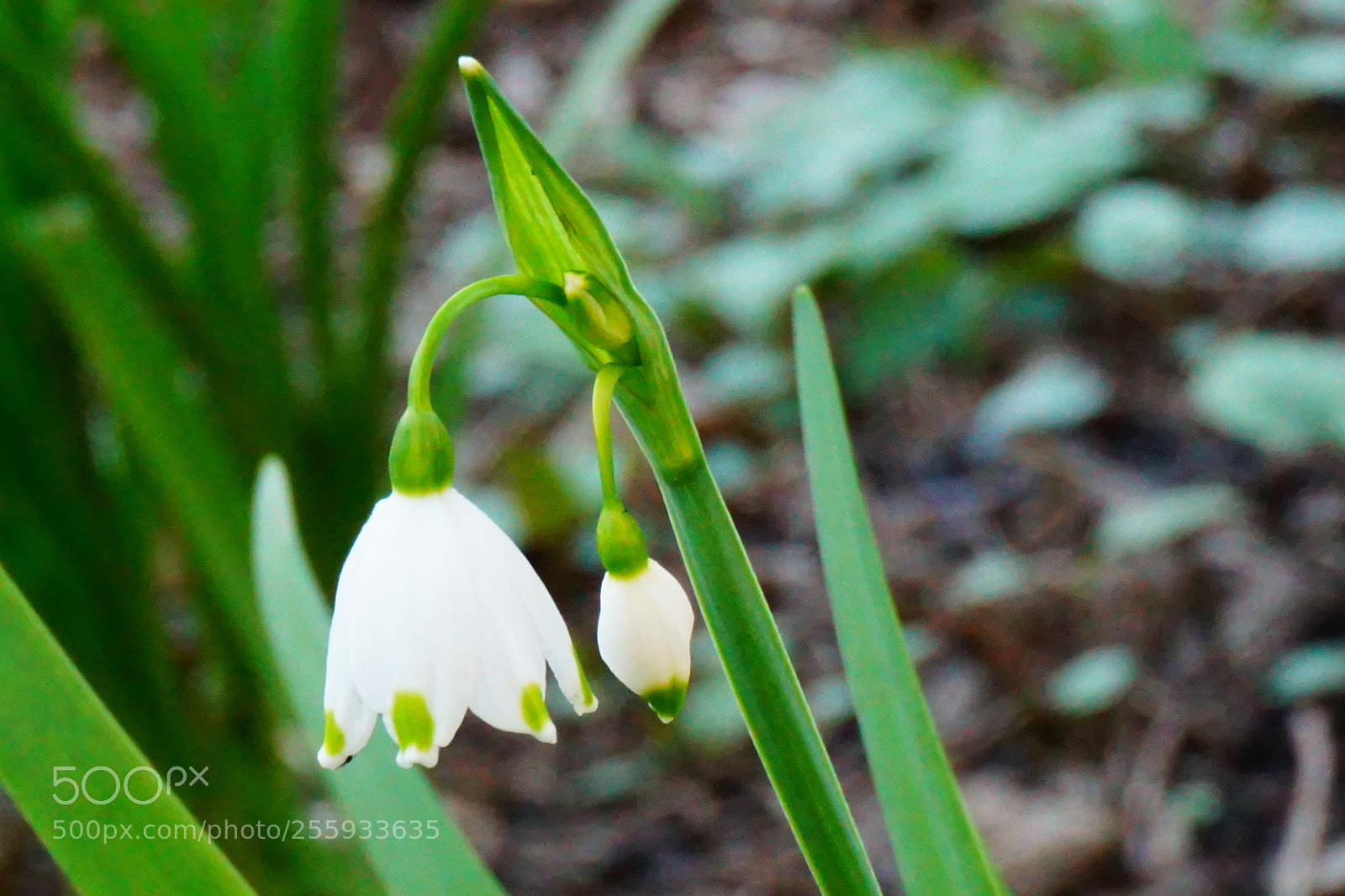 Sony a6000 sample photo. Flower photography