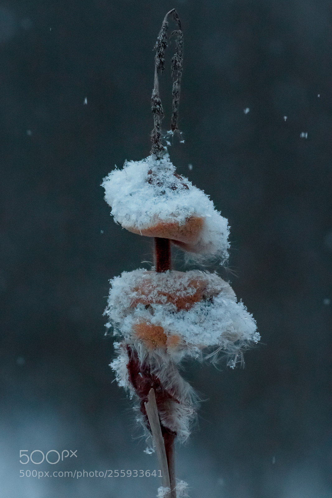 Canon EOS 70D sample photo. Cattail in snow photography