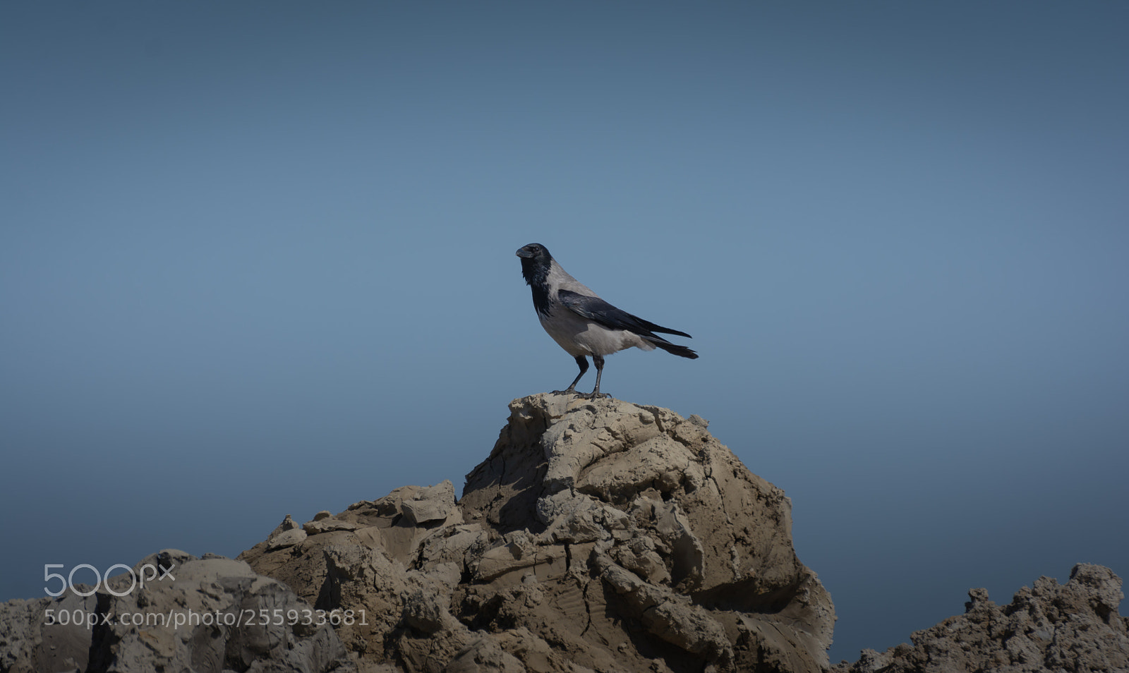 Nikon D7100 sample photo. Scouting photography