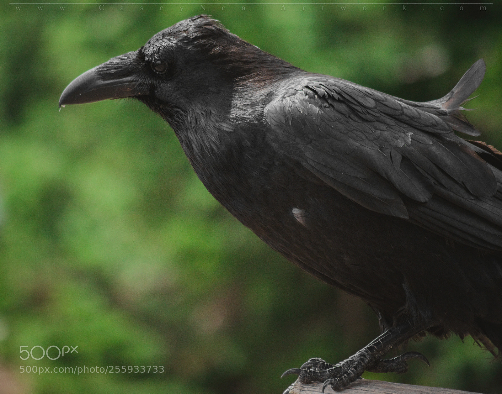 Nikon D5100 sample photo. Raven intellect photography