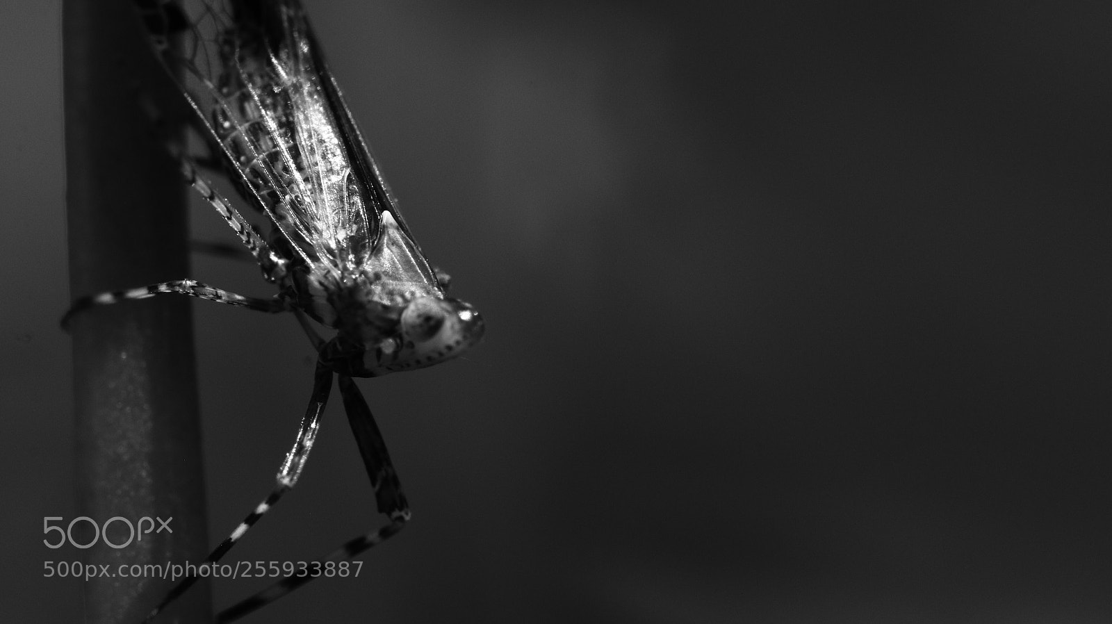 Canon EOS 70D sample photo. Bugs life. photography