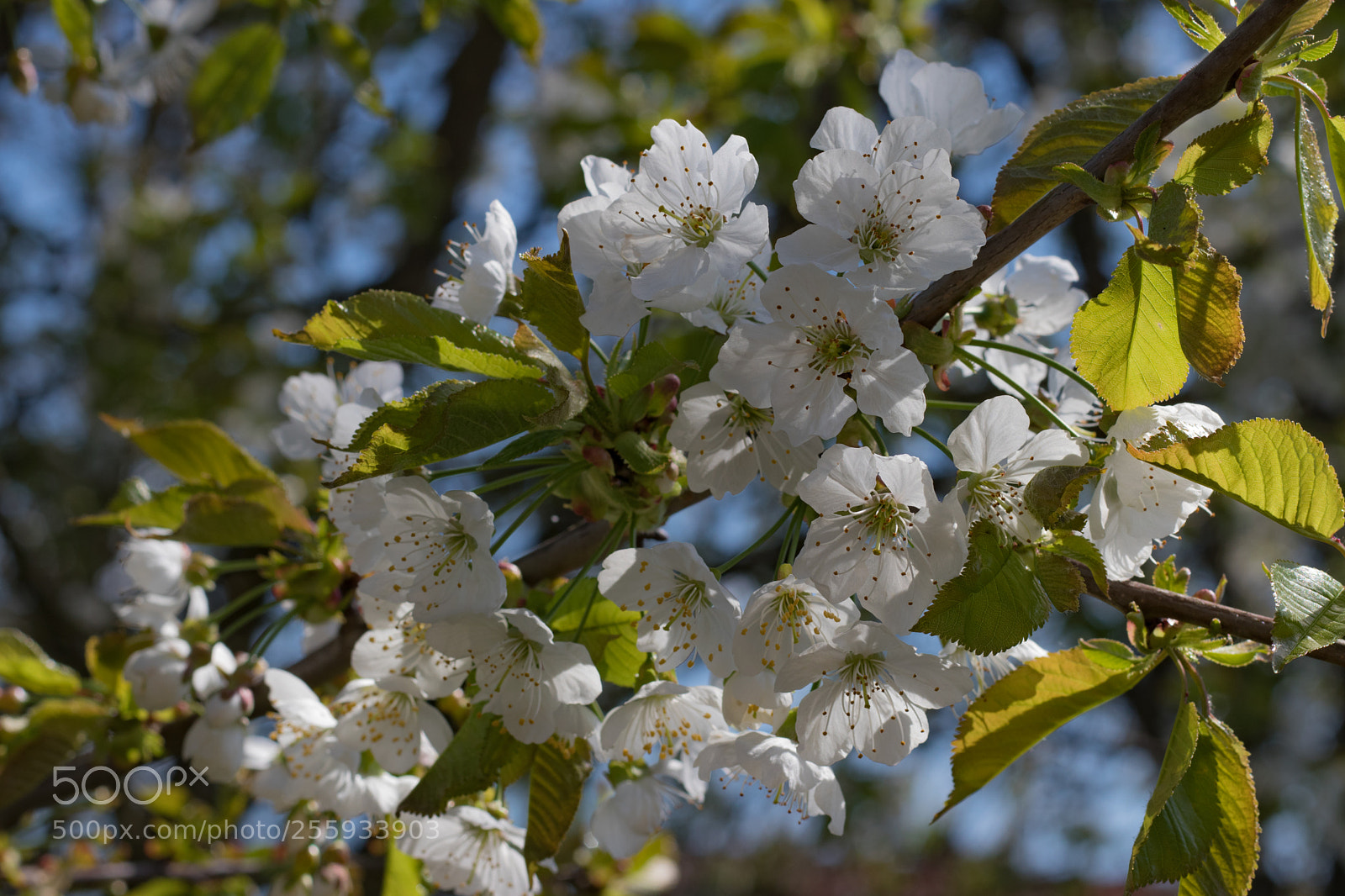 Canon EOS 80D sample photo. Cherry blossoms are awesome! photography
