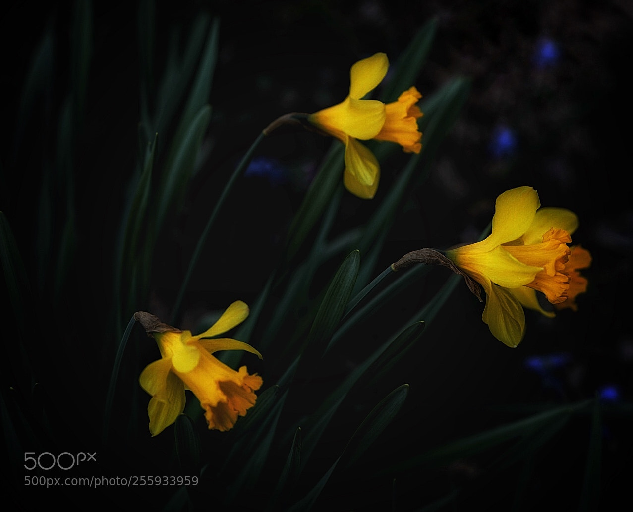 Sony a7 II sample photo. Michigan flora photography