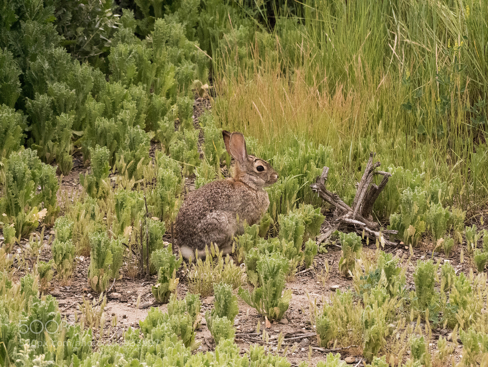 Panasonic Lumix DMC-G7 sample photo. Rabbit photography
