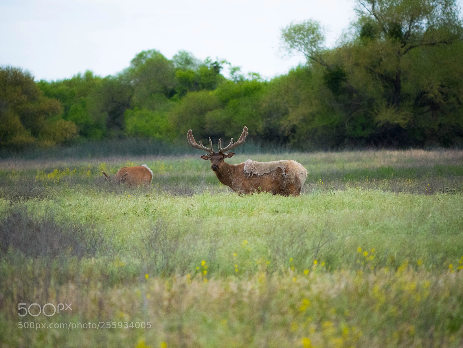 Panasonic Lumix DMC-G7 sample photo. Tule elk photography