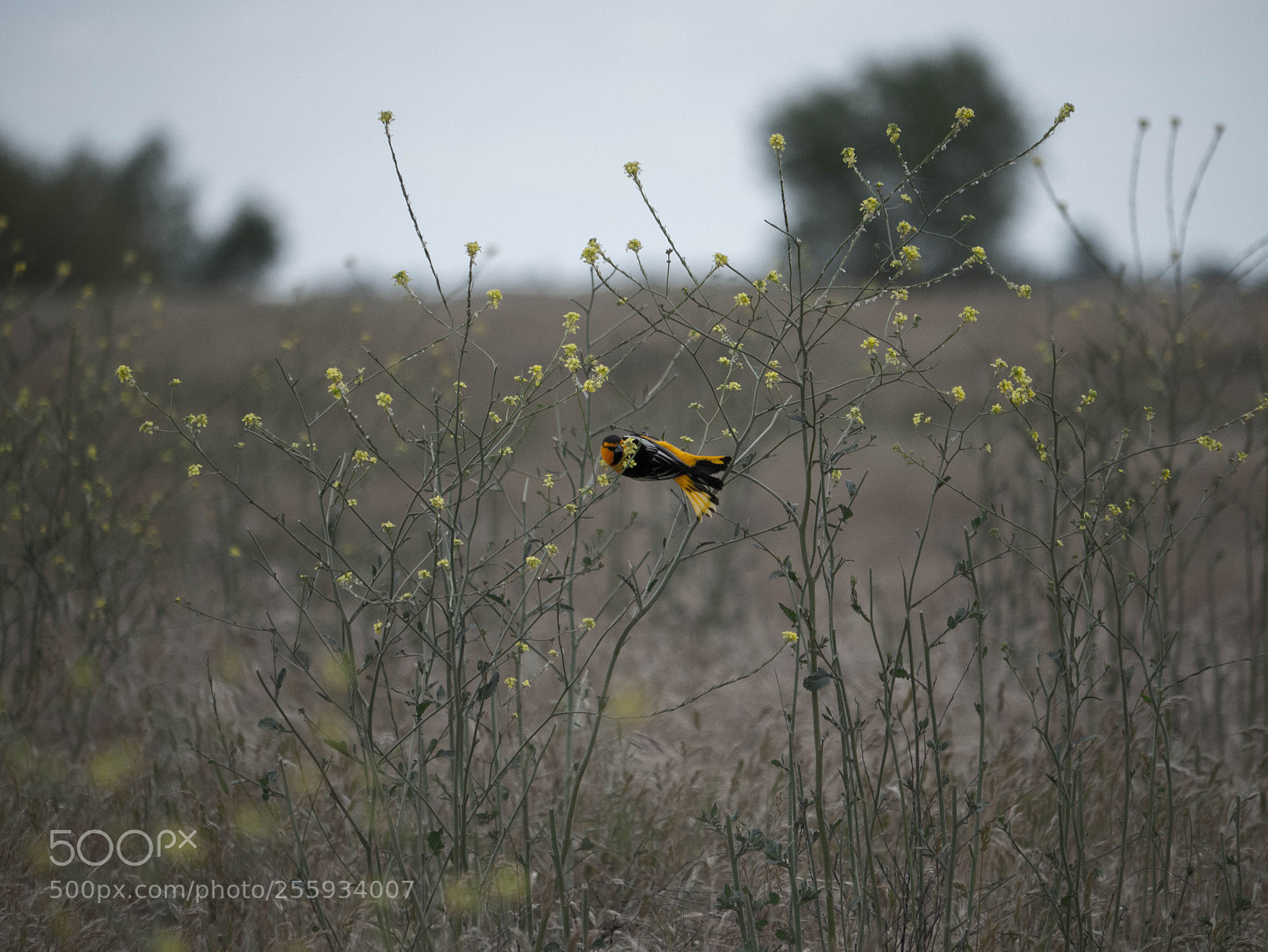 Panasonic Lumix DMC-G7 sample photo. Bullocks oriole photography