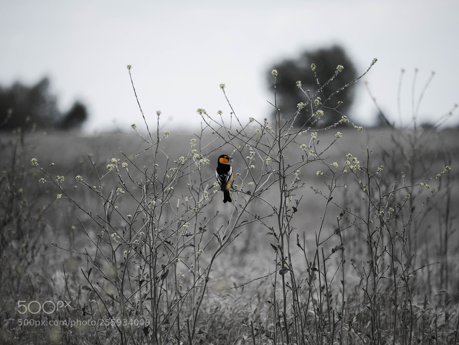 Panasonic Lumix DMC-G7 sample photo. Bullock's oriole photography