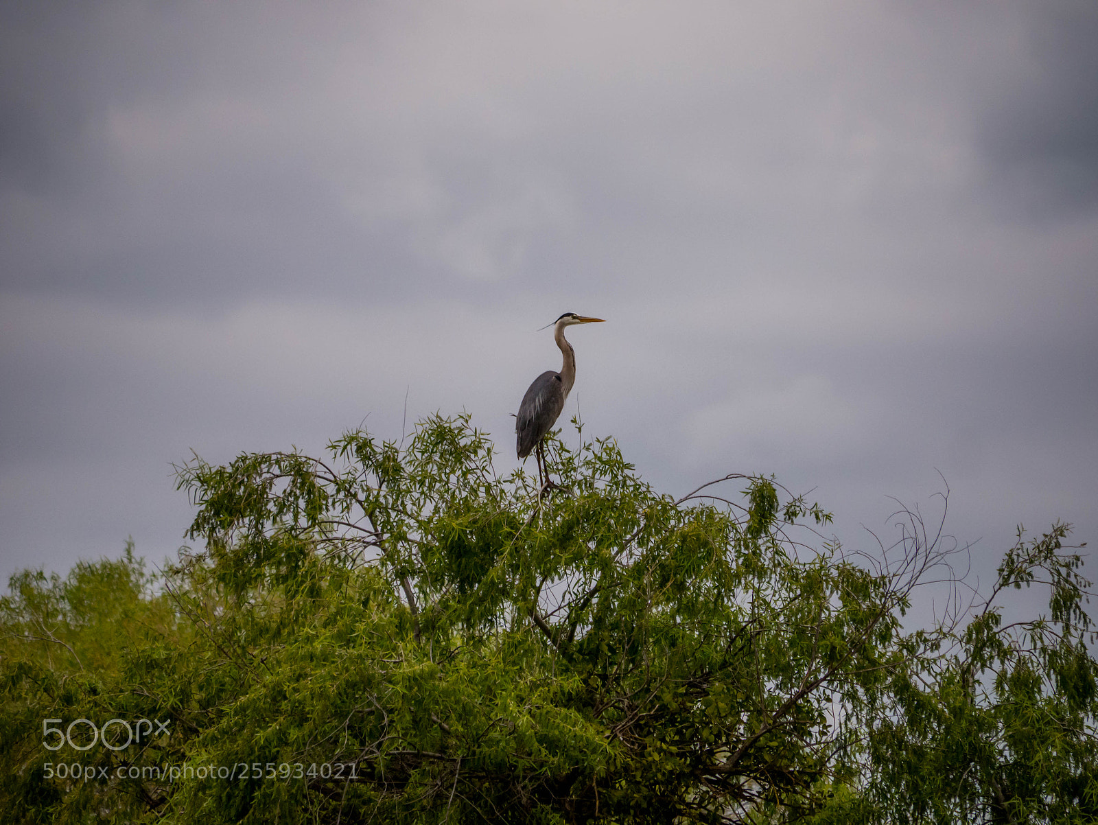 Panasonic Lumix DMC-G7 sample photo. Blue heron in a photography