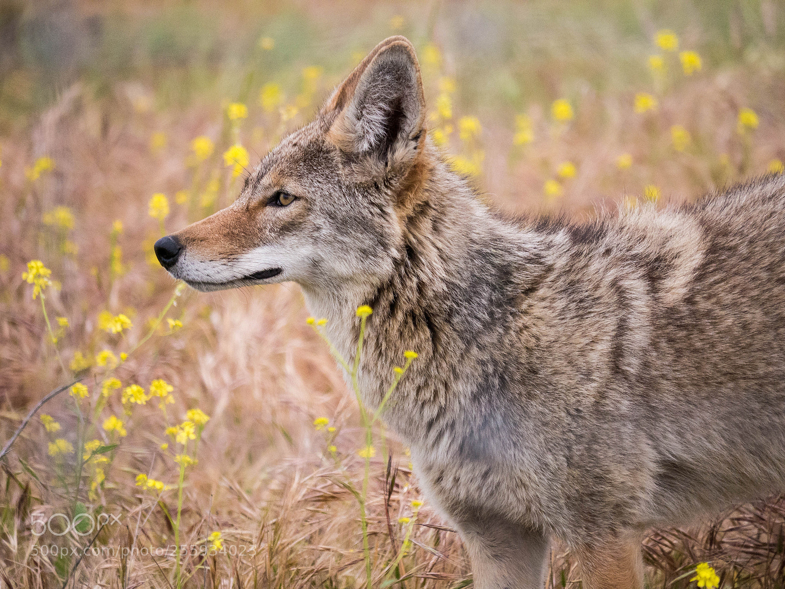 Panasonic Lumix DMC-G7 sample photo. Western coyote photography
