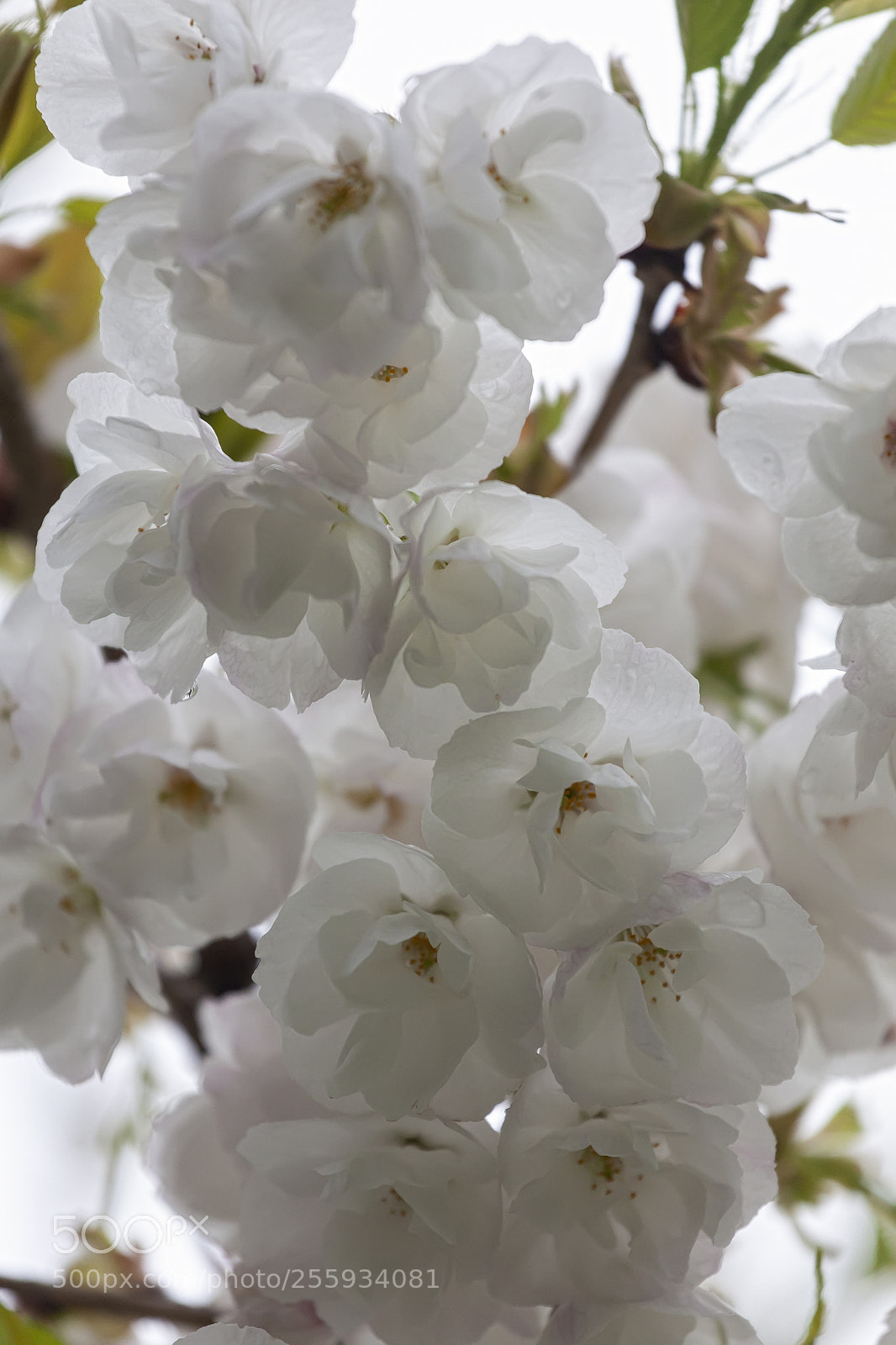 Canon EOS 5D Mark II sample photo. Cherry blossoms photography