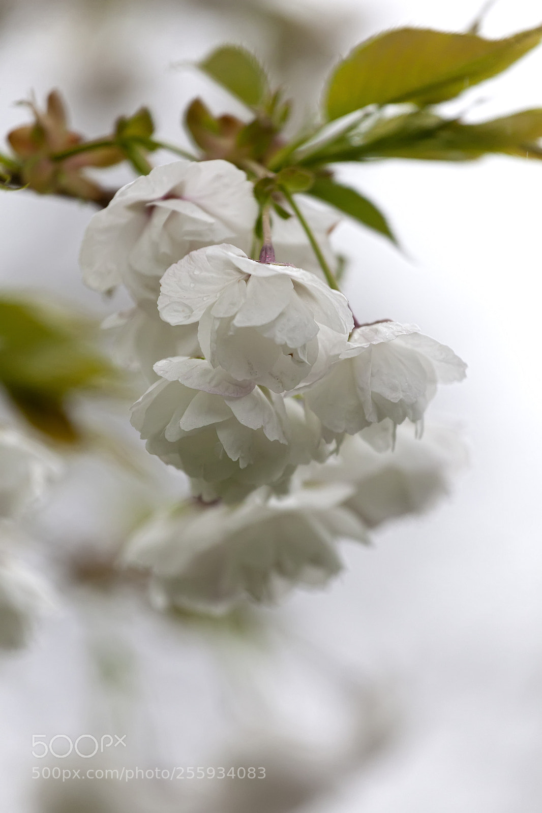 Canon EOS 5D Mark II sample photo. Cherry blossoms and raindrops photography