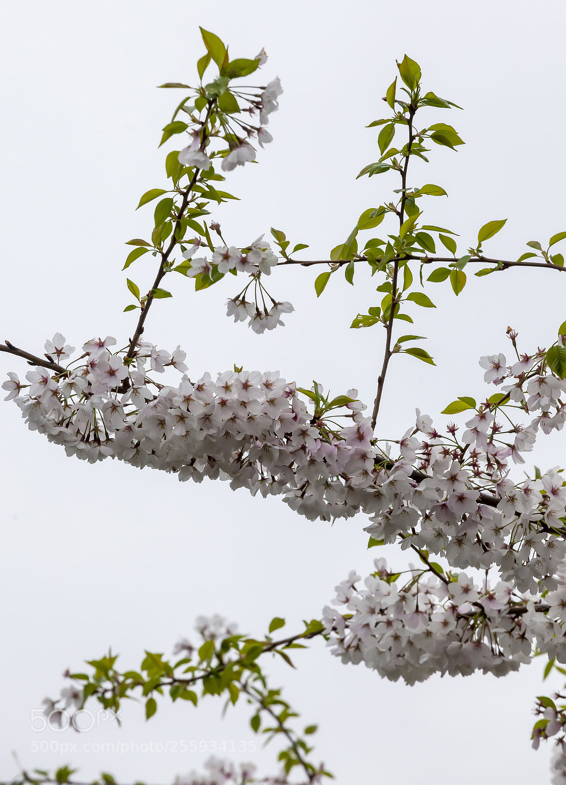 Canon EOS 5D Mark II sample photo. Cherry blossoms photography