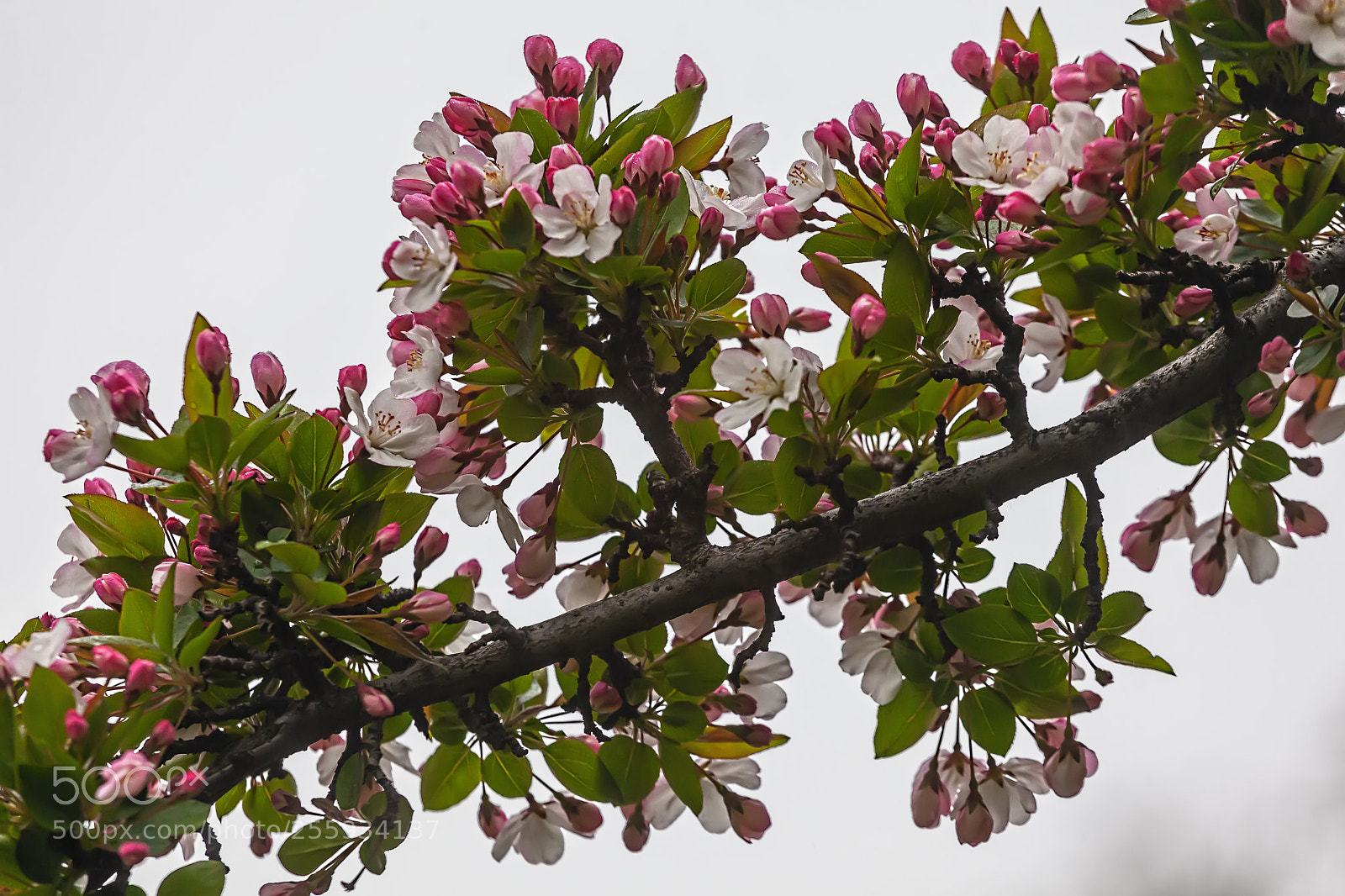 Canon EOS 5D Mark II sample photo. Cherry blossoms photography
