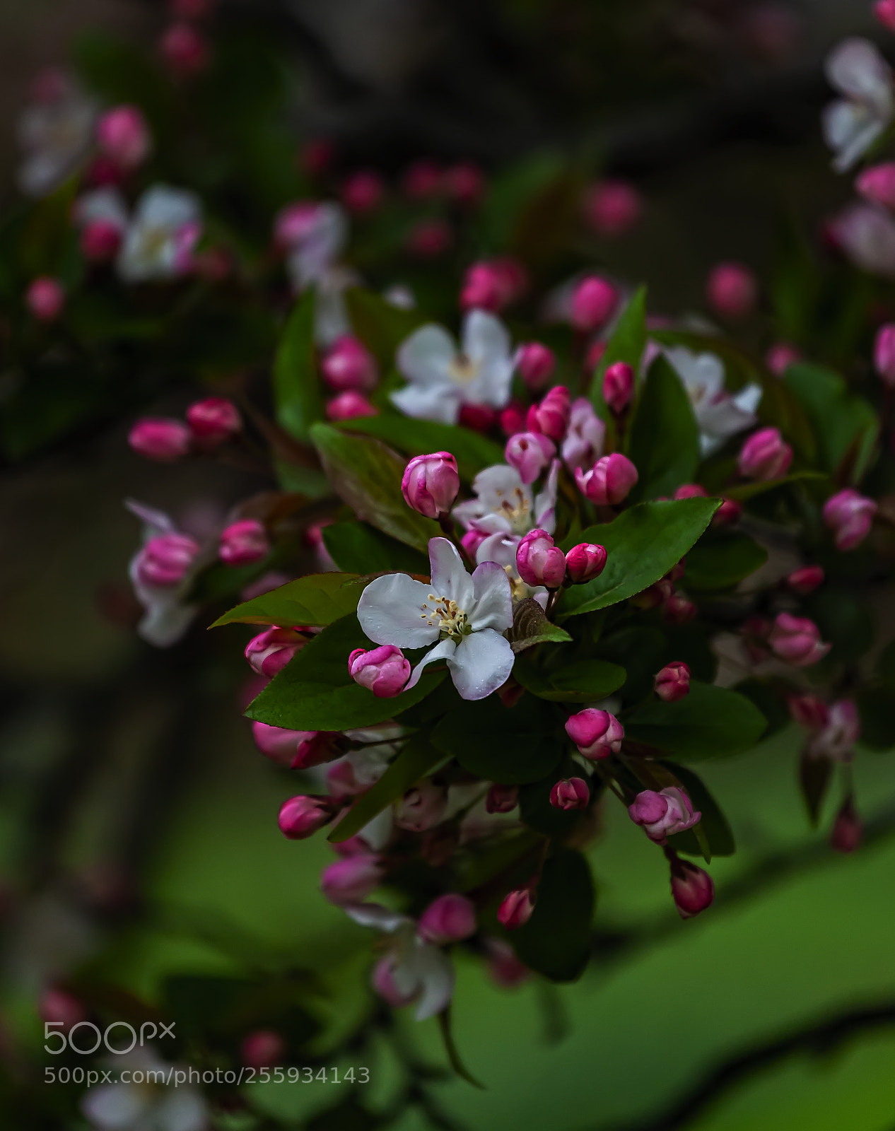 Canon EOS 5D Mark II sample photo. Cherry blossoms photography