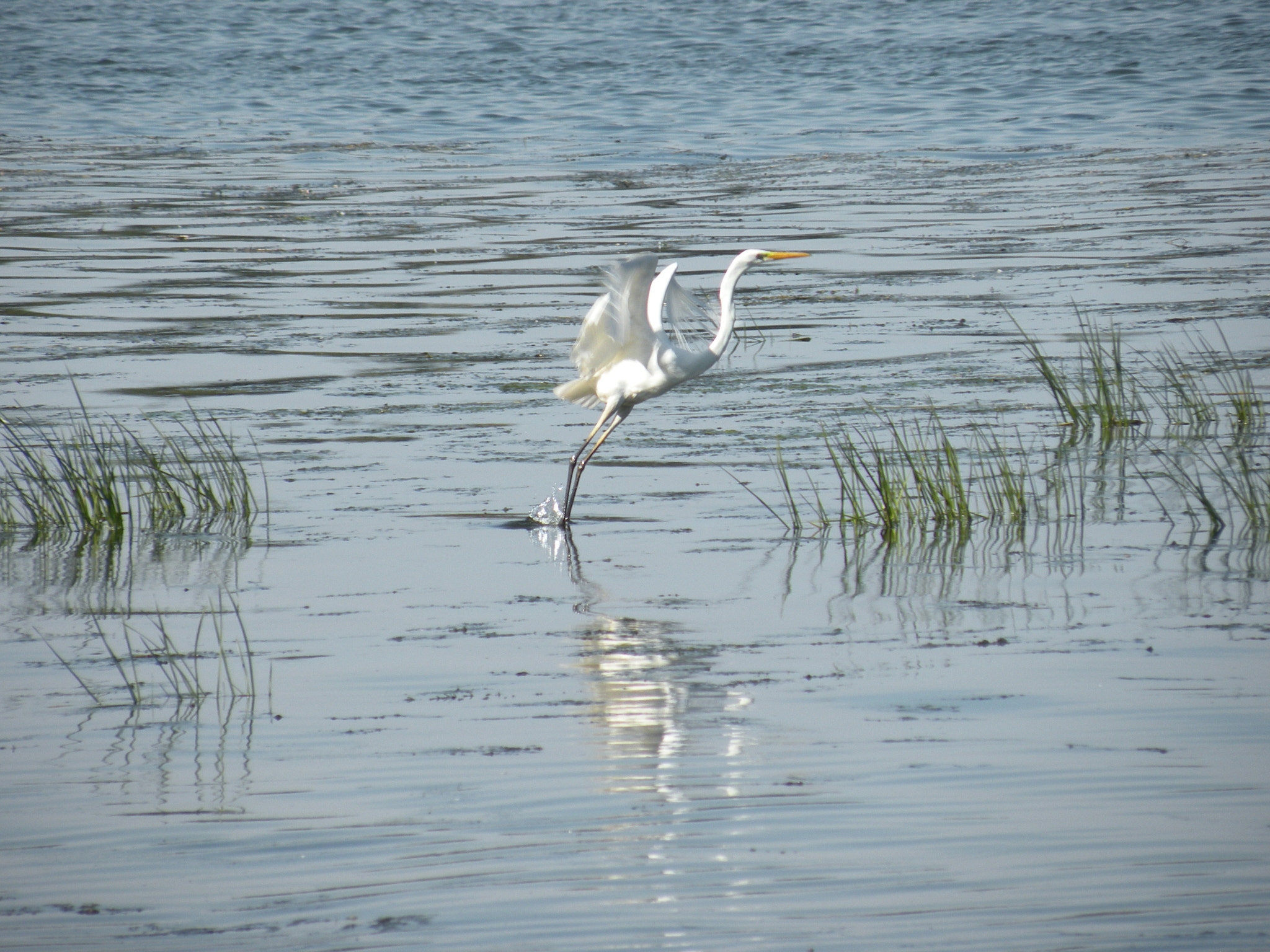 Nikon Coolpix P80 sample photo. Ardea alba photography