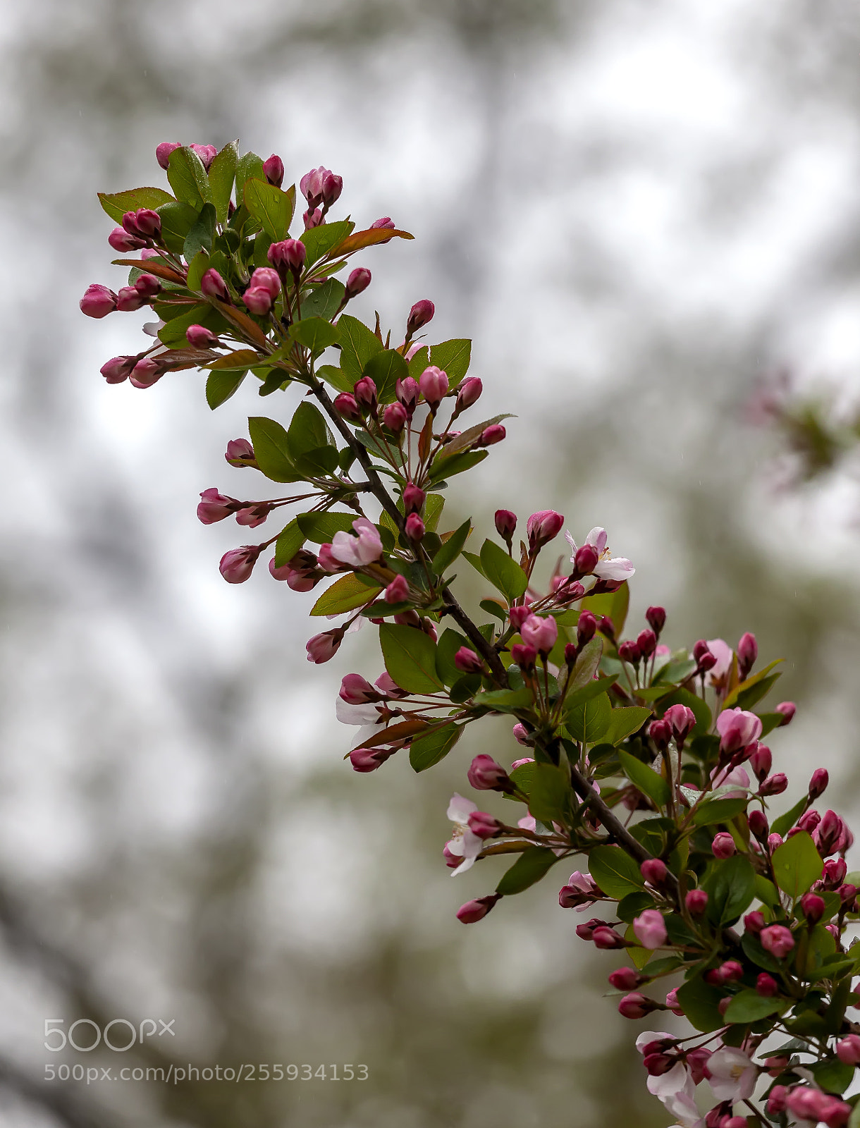 Canon EOS 5D Mark II sample photo. Cherry blossoms photography