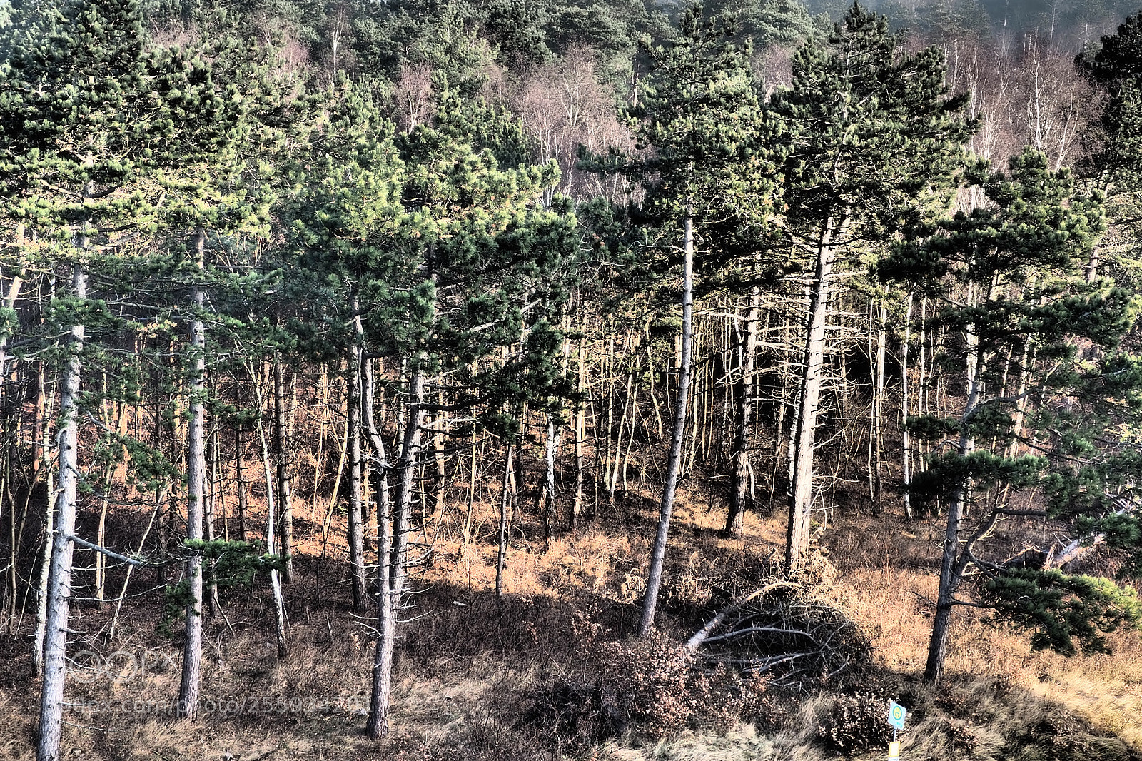 Olympus OM-D E-M5 II sample photo. Forest photography