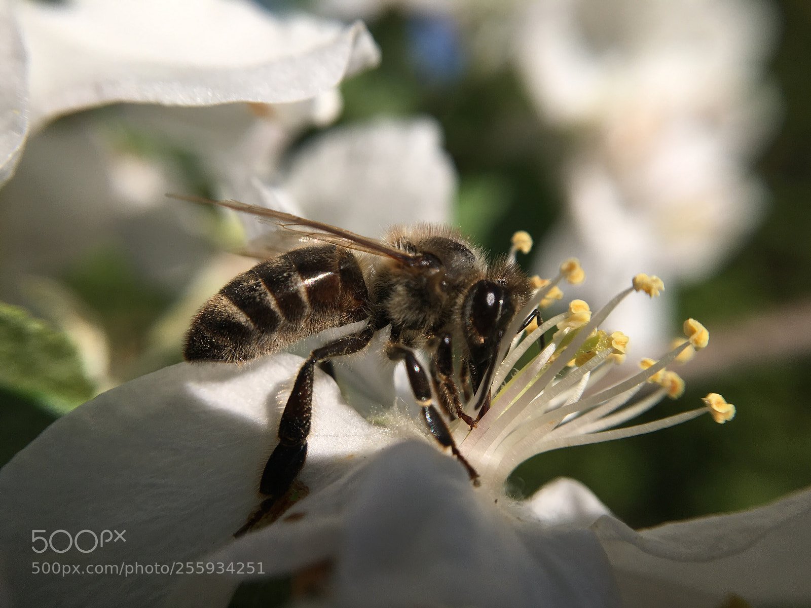 Apple iPhone SE sample photo. The bee photography