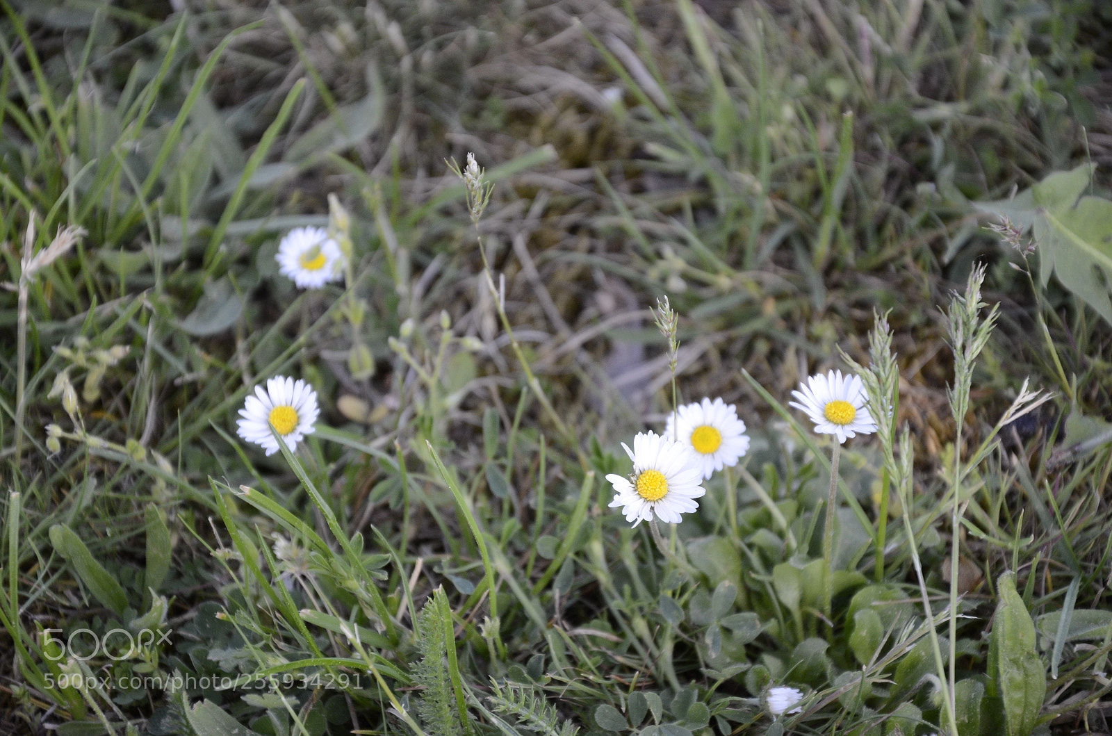 Nikon D7000 sample photo. Faisy flower photography