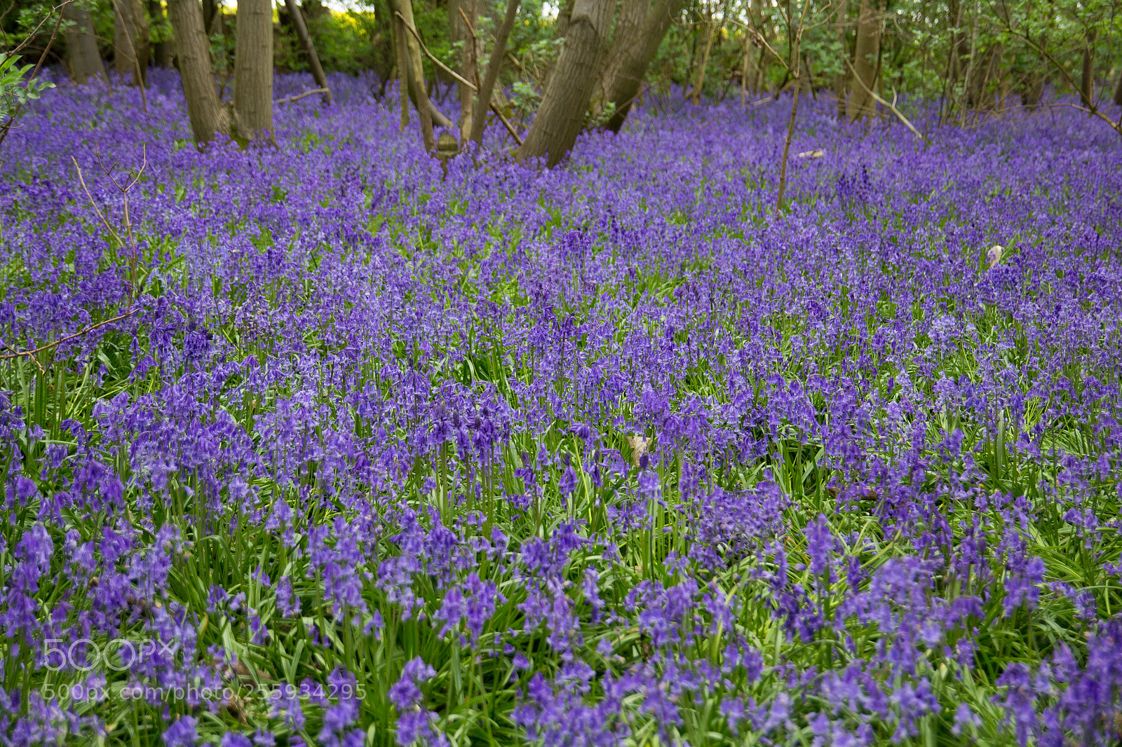 Canon EOS 60D sample photo. Bluebells photography