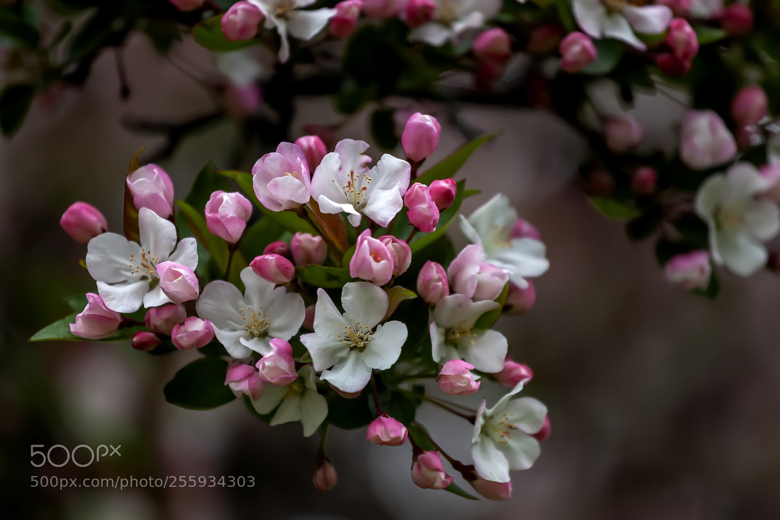 Canon EOS 5D Mark II sample photo. Cherry blossoms photography