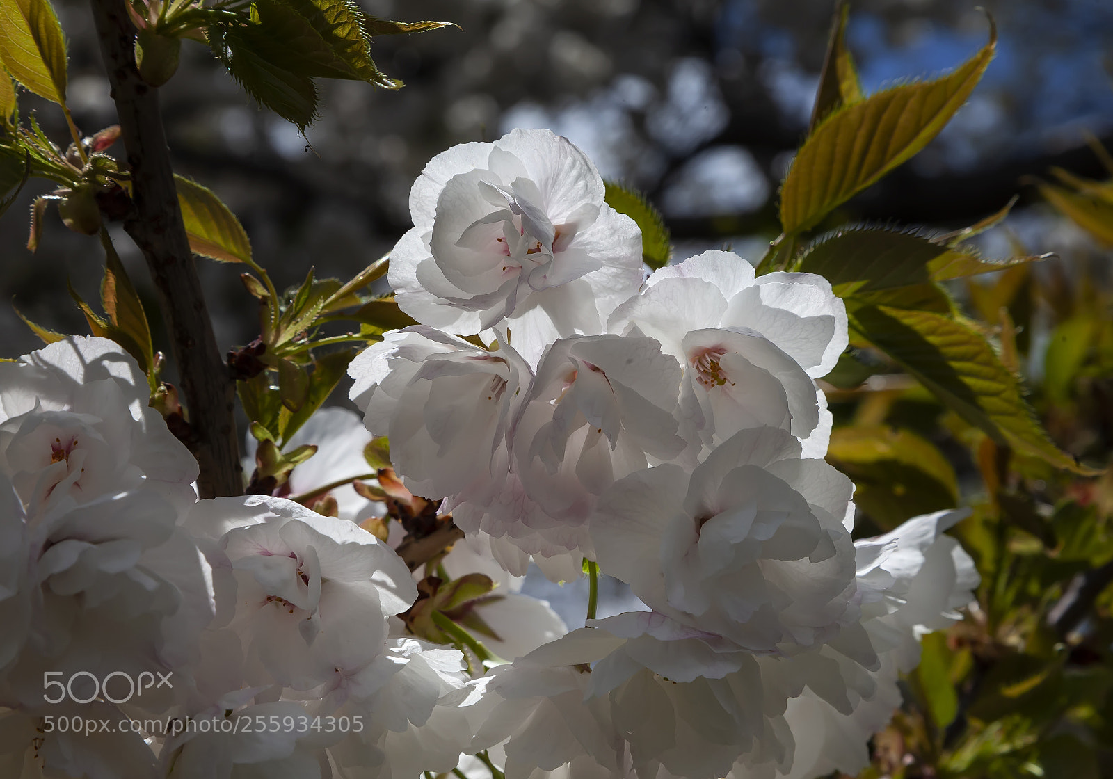 Canon EOS 5D Mark II sample photo. Cherry blossoms photography