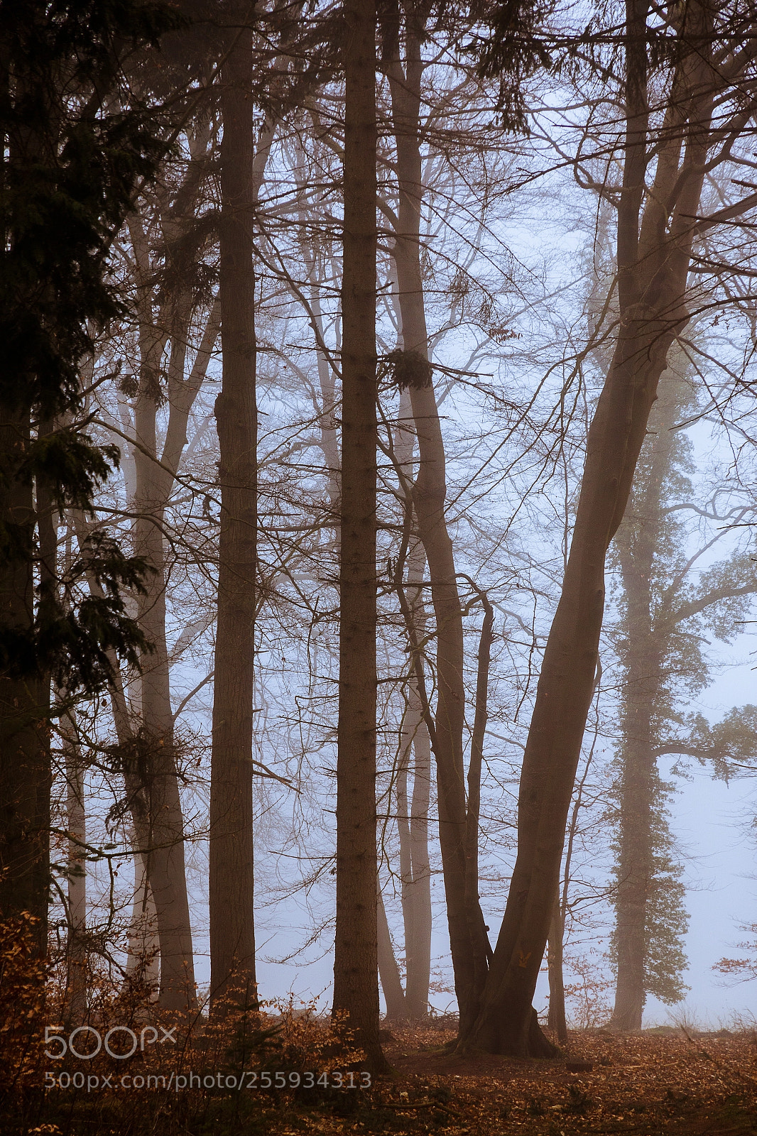 Canon EOS 70D sample photo. Forest profile photography
