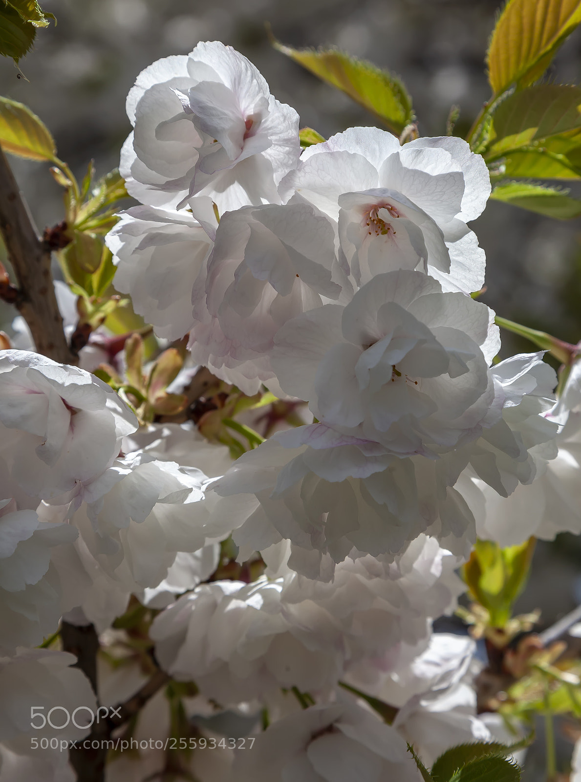 Canon EOS 5D Mark II sample photo. Cherry blossoms photography