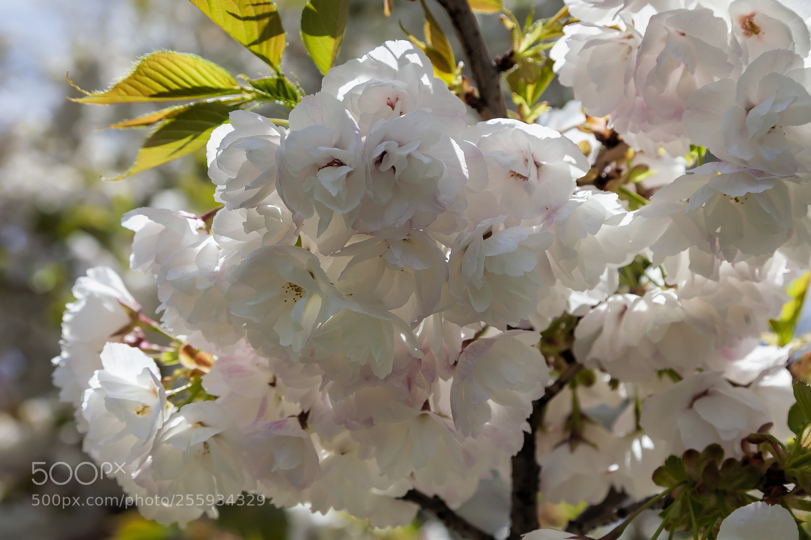 Canon EOS 5D Mark II sample photo. Cherry blossoms photography