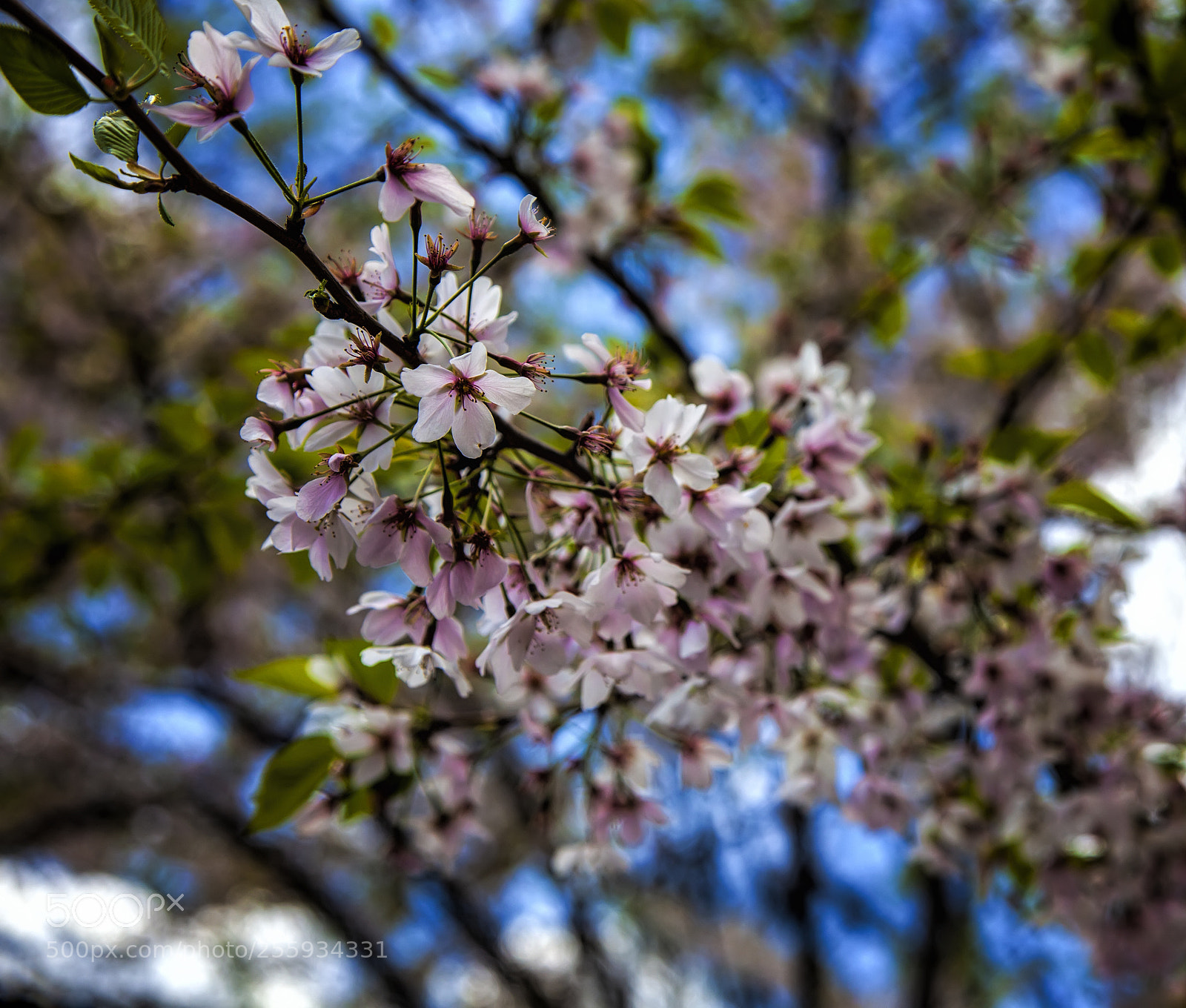 Canon EOS 5D Mark II sample photo. Cherry blossoms photography