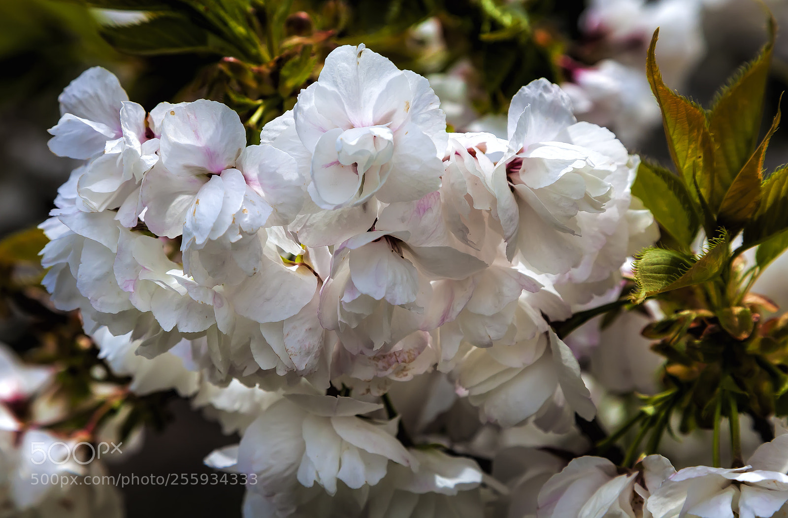 Canon EOS 5D Mark II sample photo. Cherry blossoms photography