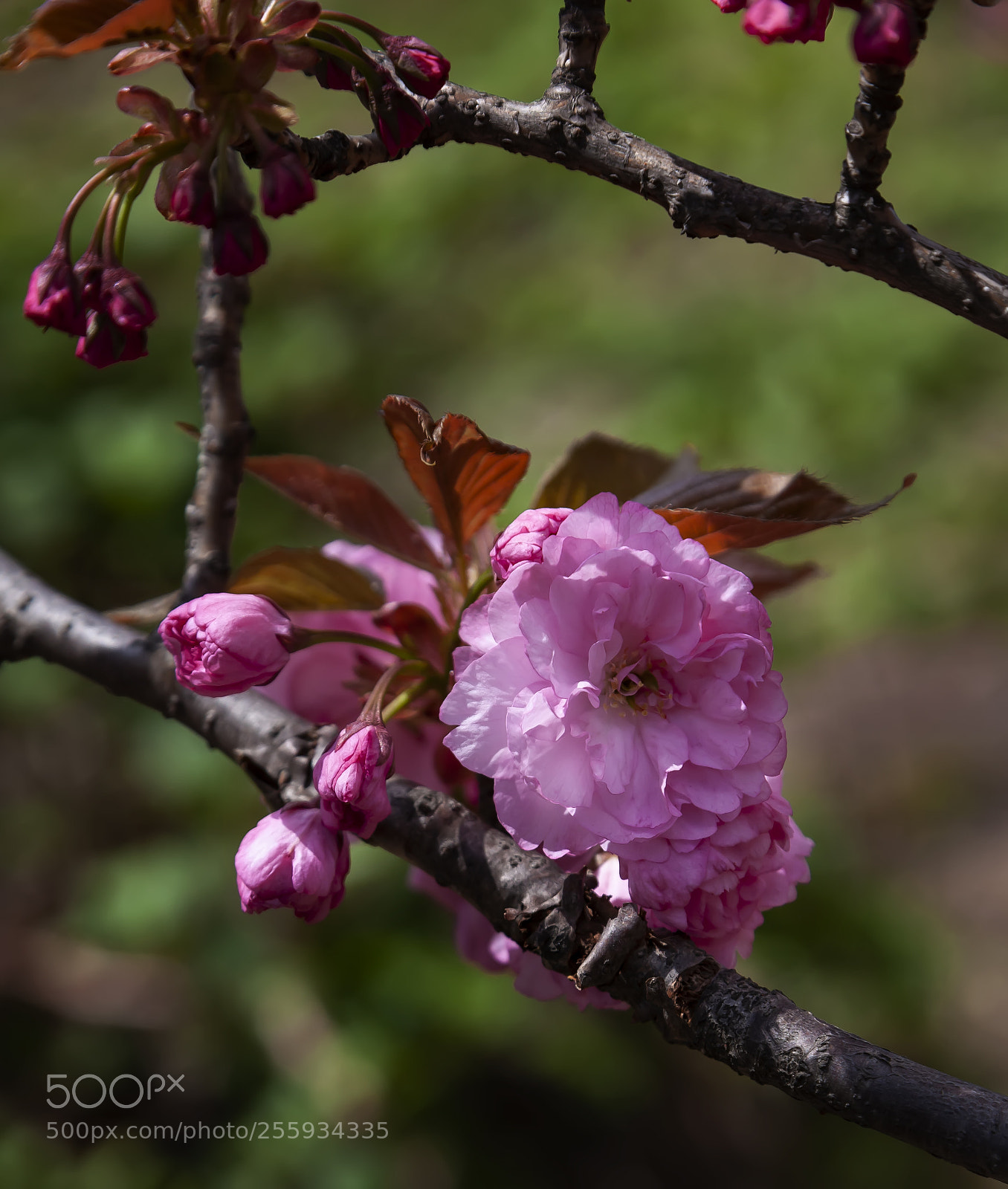 Canon EOS 5D Mark II sample photo. Cherry blossoms photography