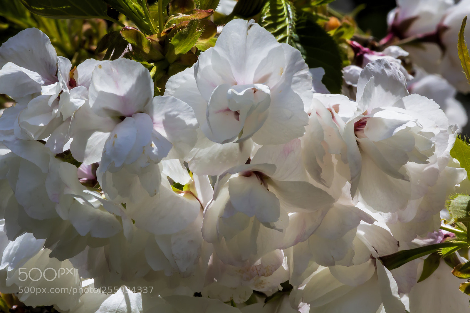 Canon EOS 60D sample photo. Cherry blossoms photography