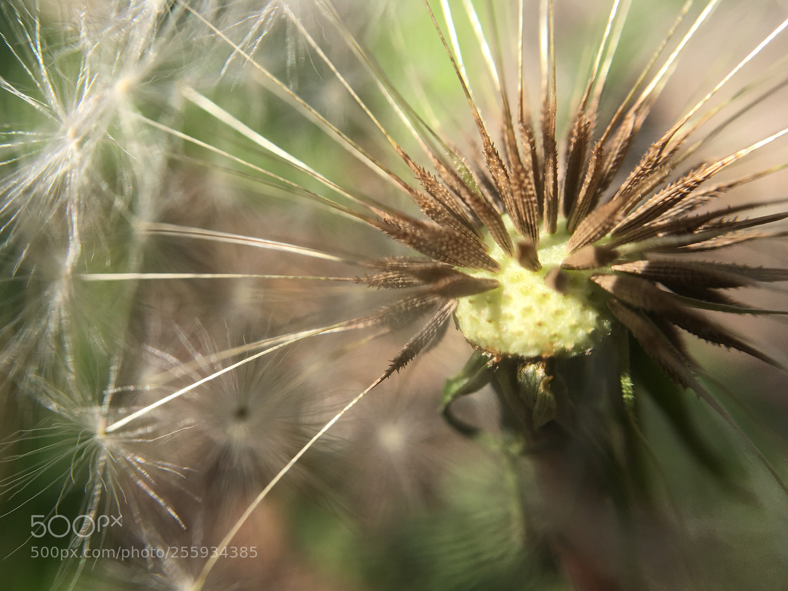 Apple iPhone SE sample photo. Dandelion photography