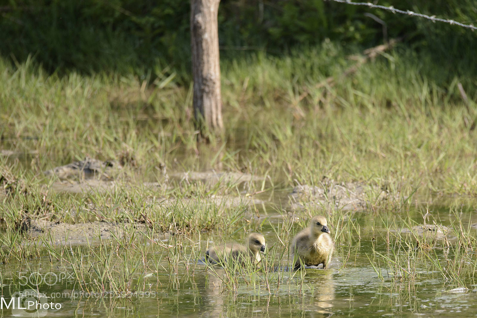 Nikon D800 sample photo. Young boys photography
