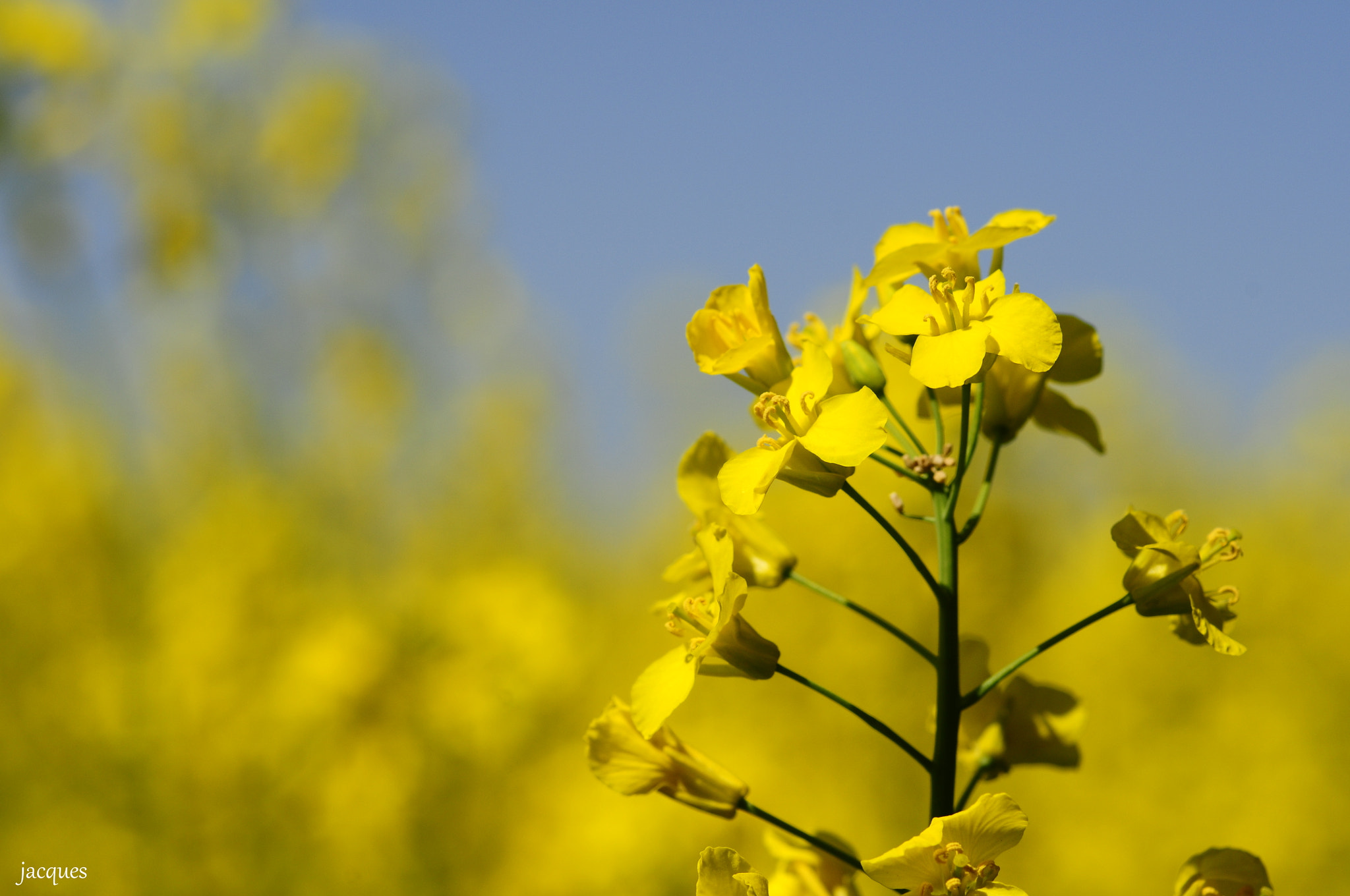 Sigma 105mm F2.8 EX DG Macro sample photo. Yellow photography