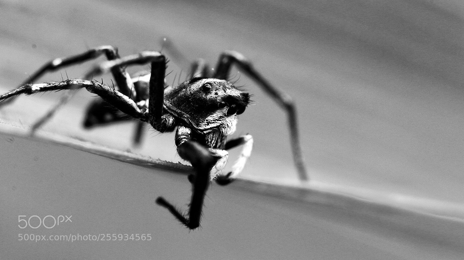 Canon EOS 70D sample photo. Spidey photography