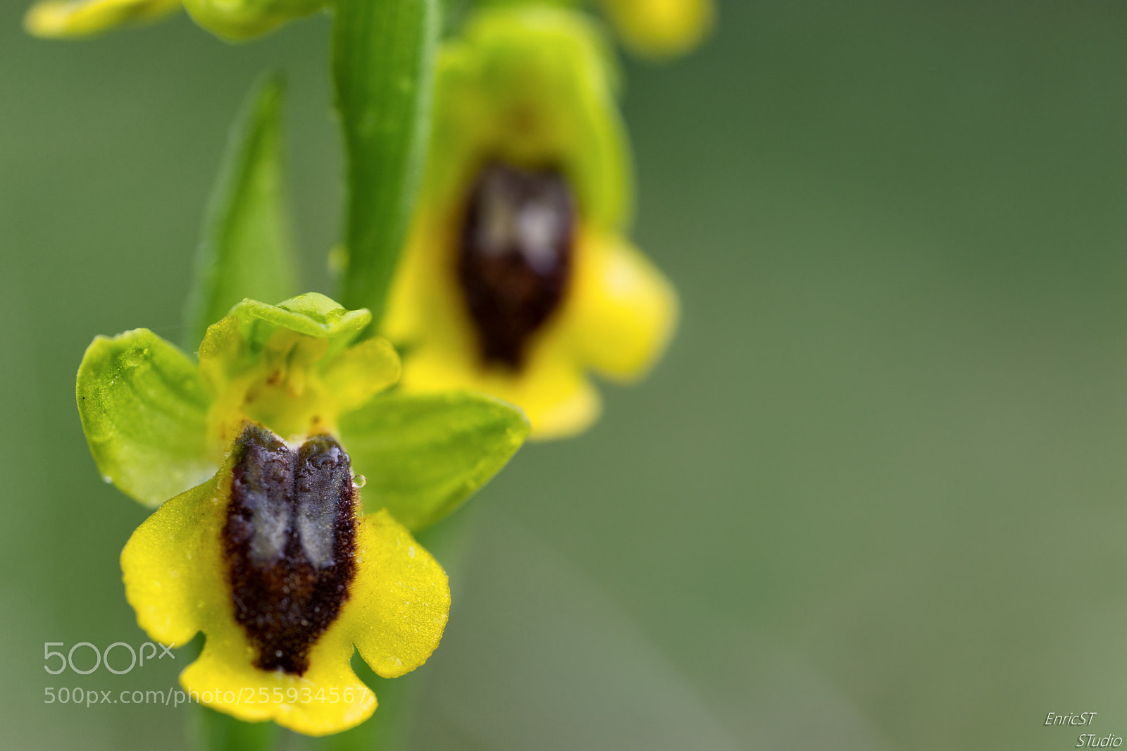 Sony a7 II sample photo. Ophrys lutea photography