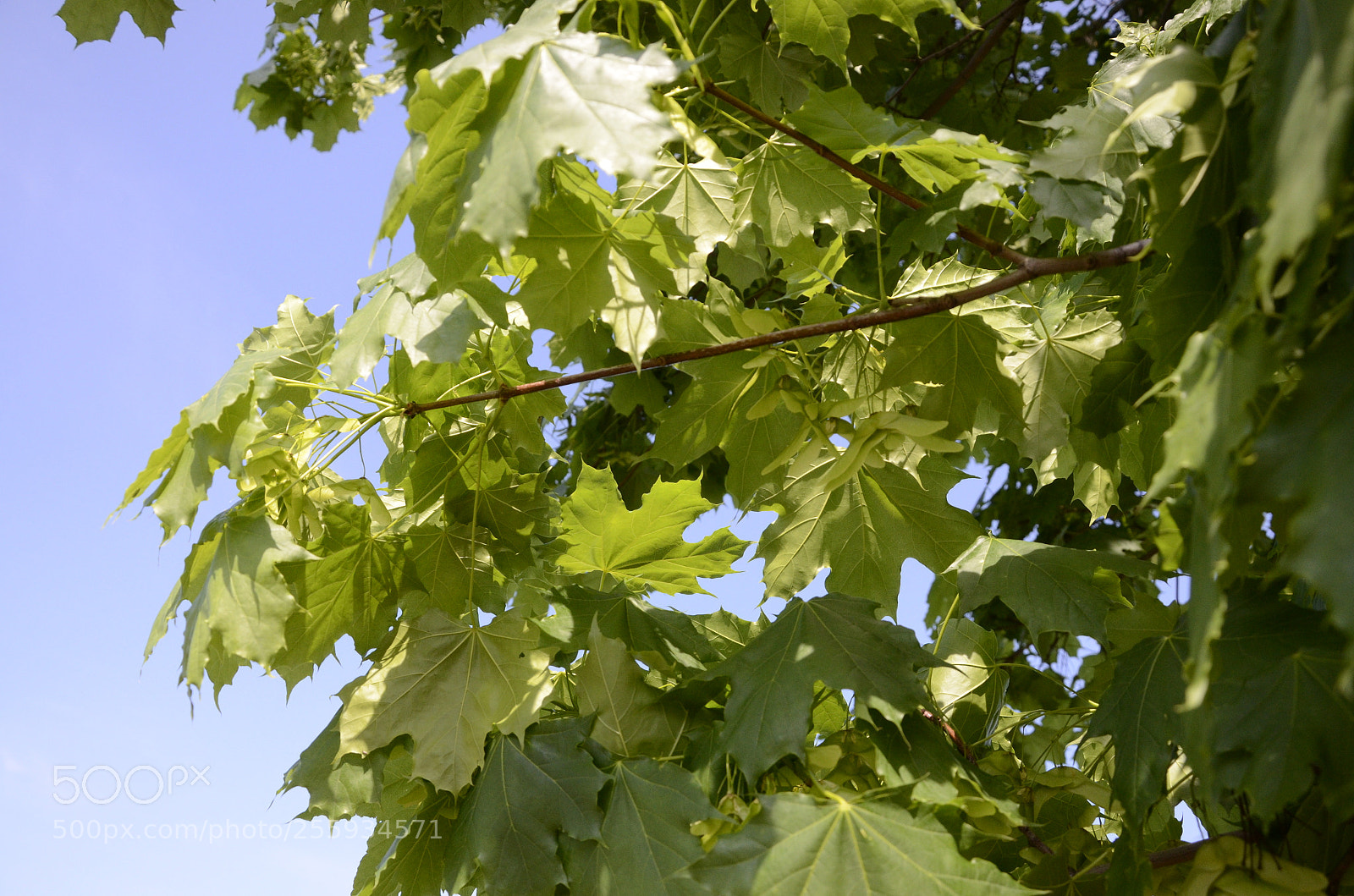 Nikon D7000 sample photo. Maple leafs photography